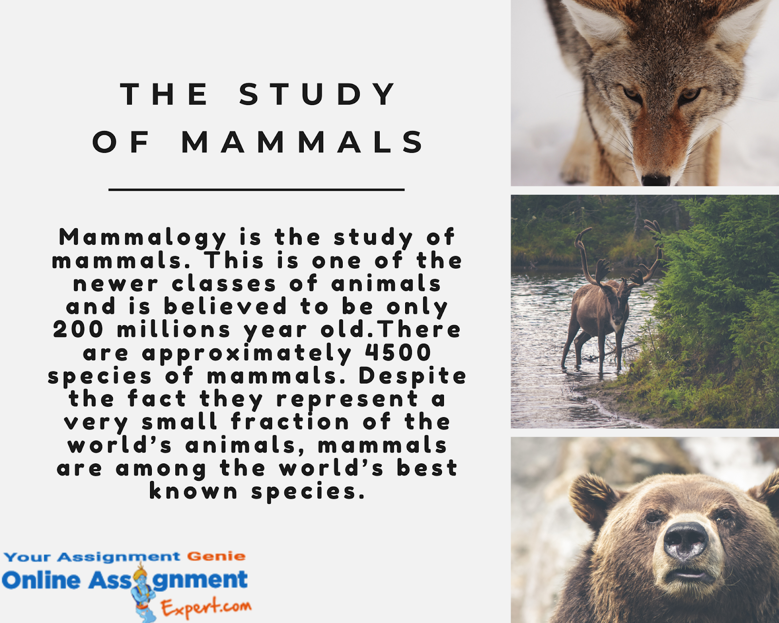 study of mammals
